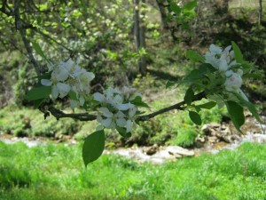 creekappleblossoms