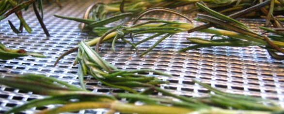 Money Saving Tips for Dehydrating Food
